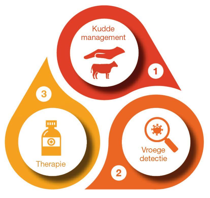 Lameness in Cattle - Dechra's integrated approach