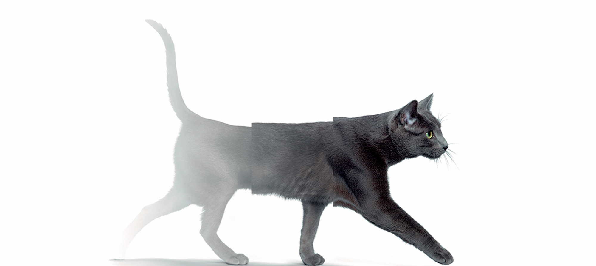 Weight gain Cat Weight gain Cat