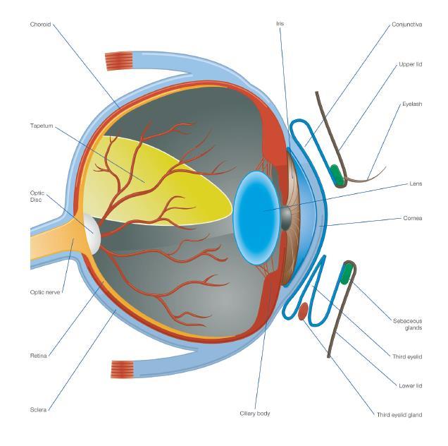 Dog eye anatomy diagram