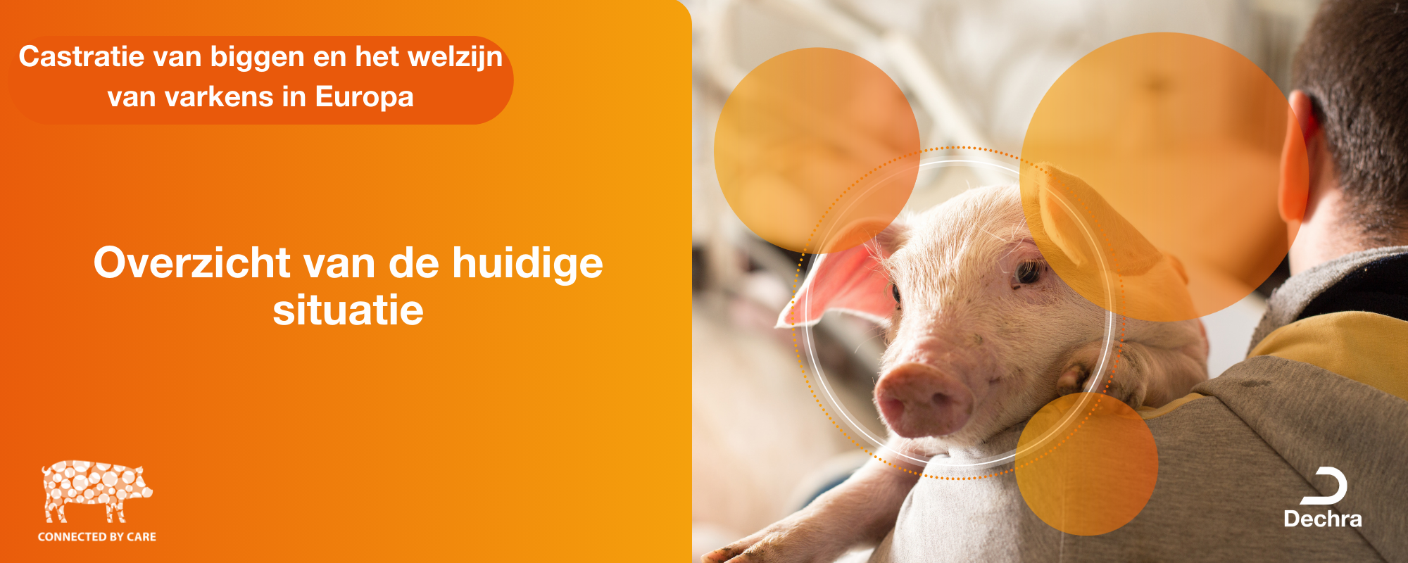 Biggen Castratie van biggen en het welzijn van varkens in Europa: een ...